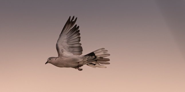 12 Meaning of Pigeon Dreams According to Primbon, Not Always Related to Marriage