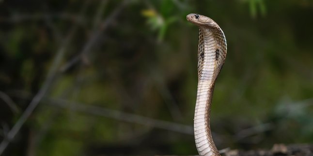 20 Meanings of Snake Dreams According to Javanese Primbon, One of Them is Getting Luck in the Near Future