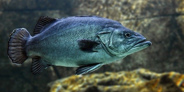 15 Jenis Ikan Laut Kaya Nutrisi, Sehatkan Tubuh dan Otak - Baik Dikonsumsi Setiap Hari