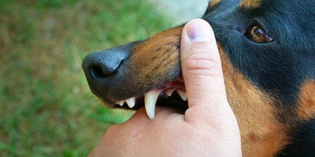 21 Symptoms of Rabies, Pay Attention to the Causes and How to Overcome Them