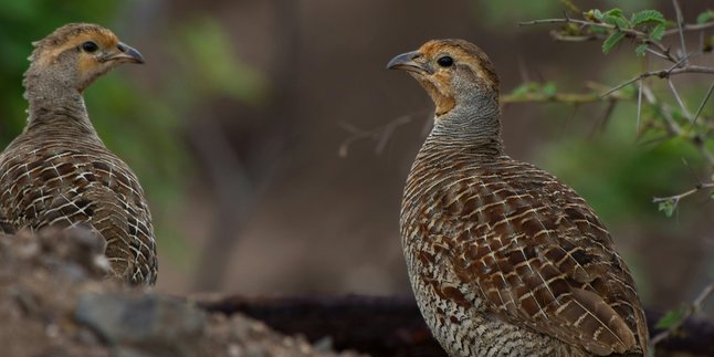 3 Meaning of Dream Finding Quail Birds that Must Be Known, Can Be a Sign