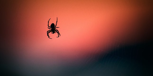 4 Meanings of Spiders Entering the House According to Primbon, Considered as a Sign of Coming Fortune