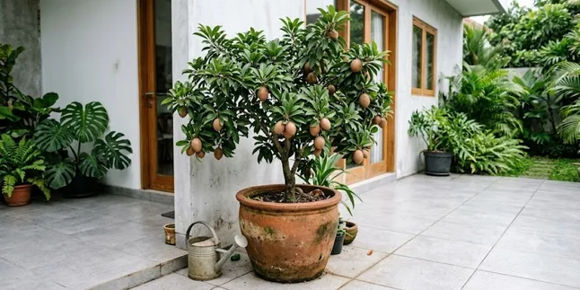 4 Ways to Grow Sapodilla in a Pot to Keep It Short and Fruit Quickly, Suitable for Small Spaces