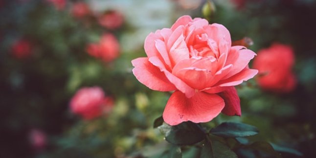 48 Beautiful Rose Quotes, Can Be Used as Social Media Captions