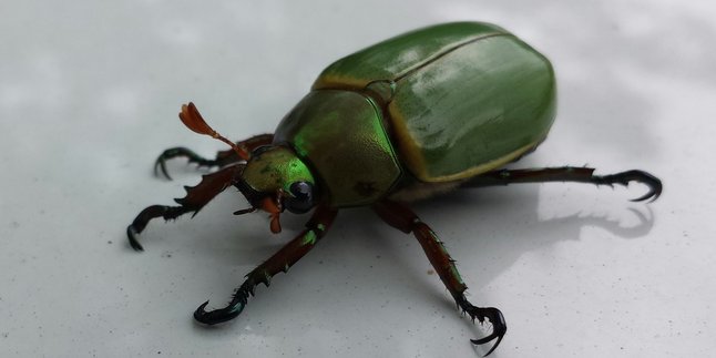 5 Meanings of Beetle Animals in Javanese Primbon, Could Be a Warning to Be Alert