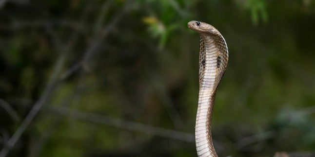 5 Meaning of Dreams Bitten by Snakes for Married People According to Javanese Primbon, Could Be an Important Warning