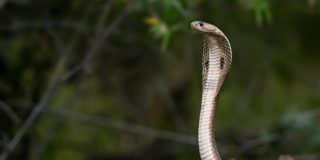 Meaning of Dream Bitten by Snake in Hand According to Islam, Turns Out Not Always a Bad Sign