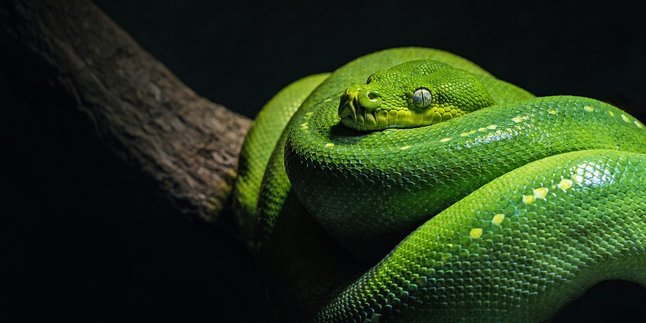 5 Meanings of Dreaming Being Bitten by a Snake According to Islam, Although Scary Turns Out to Be a Good Sign