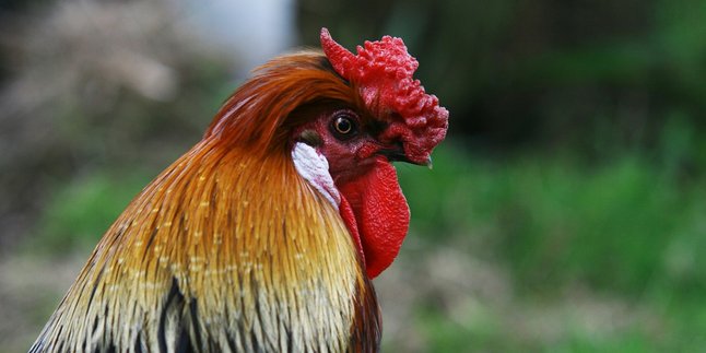 5 Arti Mimpi Dikasih Ayam Sama Orang Tak Dikenal, Punya Makna Spiritual Mendalam