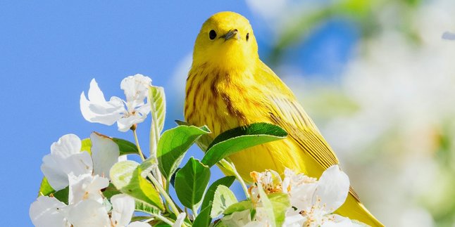 5 Meanings of Dreaming of Catching a Canary Bird According to Javanese Beliefs, Is it Really a Sign of Good Luck?