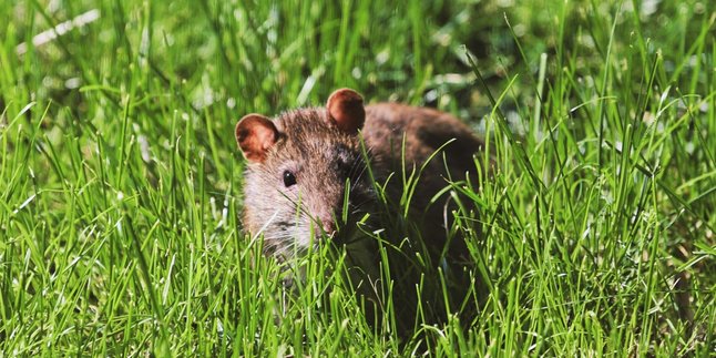 5 Arti Mimpi Tikus, Meski Seram dan Menjijikkan Ternyata Bisa Jadi Pertanda Baik