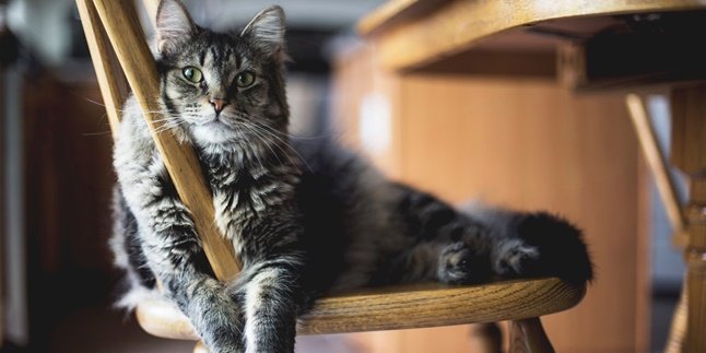 5 Cara Memandikan Kucing dengan Benar Agar Tetap Tenang, Ini Rahasianya