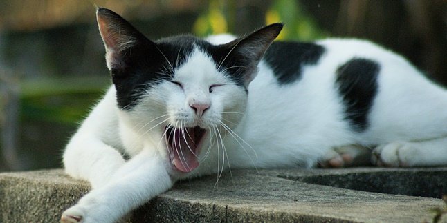 5 Most Popular Types of Domestic Cats in Indonesia, Which is the Cutest?