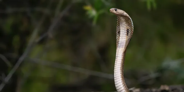 5 Langkah Cerdas Menangani Gigitan Ular Tanpa Panik!