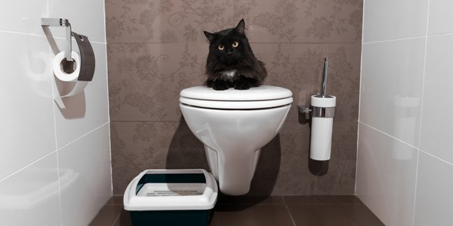 5 Video Kucing Main di Toilet, Bikin Ngakak Seru!