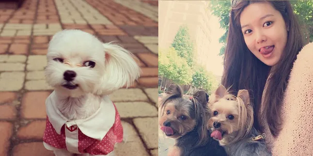 6 Anjing Cute Bintang K-Pop, Paling Populer di Instagram!