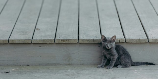 6 Arti Mimpi Anak Kucing, Bisa Jadi Pertanda Baik atau Buruk