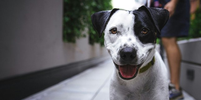 6 Arti Mimpi Anjing Menurut Primbon Jawa, Bisa Jadi Pertanda Baik atau Buruk