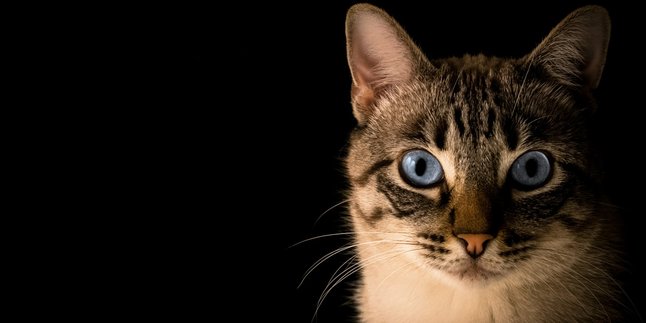 6 Arti Mimpi Bertemu Kucing Menurut Primbon Jawa, Bawa Sejumlah Pertanda Baik