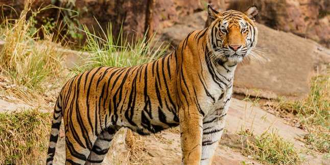 6 Arti Mimpi Digigit Harimau Menurut Primbon Jawa, Bisa Jadi Peringatan Terjadinya Konflik