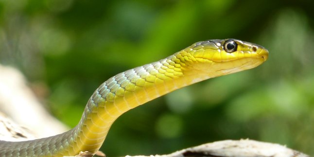 6 Meanings of Dreaming About Being Chased by a Snake According to Javanese Belief, Has Special Meaning in a Spiritual Context