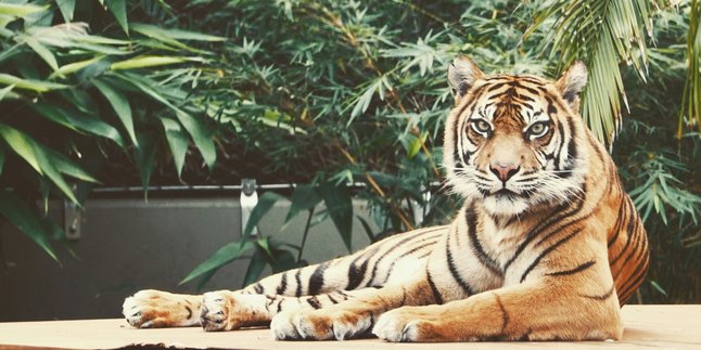 6 Arti Mimpi Harimau Masuk Rumah Menurut Primbon Jawa, Bisa Jadi Peringatan Bahaya