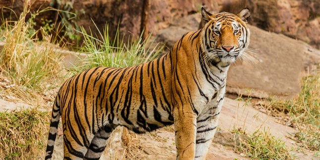 6 Arti Mimpi Melihat Harimau Loreng Menurut Primbon Jawa, Bisa Ungkap Kekuatan dalam Diri