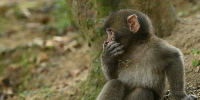 6 Meanings of Dreaming About Seeing a Small Monkey, Could Be an Important Sign in Life