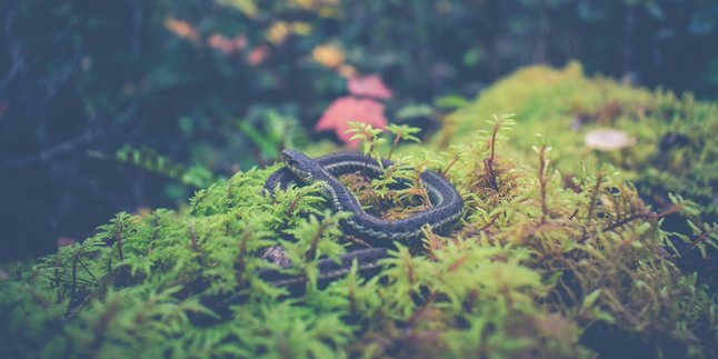 6 Meanings of Dreaming About Seeing a Black Snake, Although Scary It Can Be a Good Sign