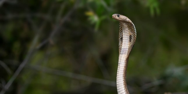 6 Meanings of Dreaming of Catching Snakes, Could Be an Important Warning in Life