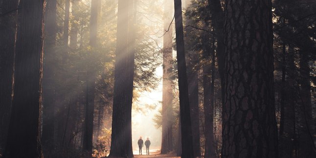 6 Meanings of Dreaming of Getting Lost in the Forest, Having a Deep Meaning About the Direction of Life