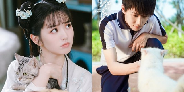 6 Latest Chinese Dramas about Cat People, Must-Watch Entertainment for Cat Lovers