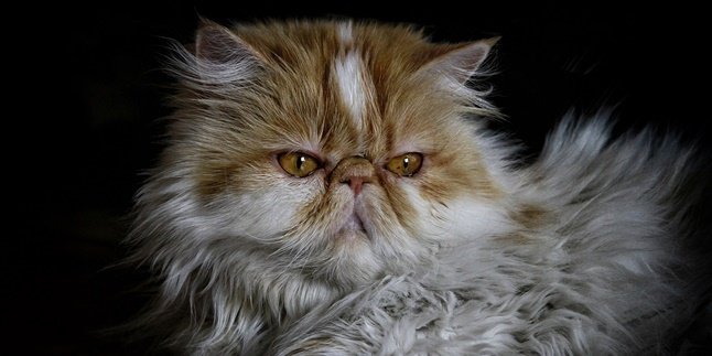 6 Types of Persian Cats Suitable as Pets, Know Their Physical Characteristics