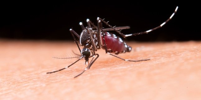 6 Jenis Nyamuk Penyebab Penyakit, Kenali untuk Pencegahannya
