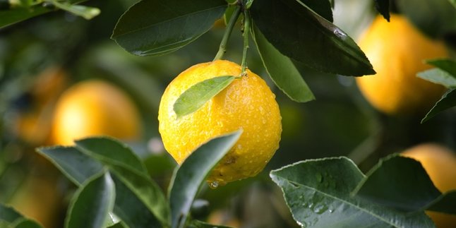 Not Just a Fragrance Ingredient, Here are 6 Benefits of Orange Leaves for Health and Beauty