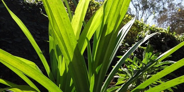 6 Manfaat Daun Pandan untuk Kecantikan, Atasi Berbagai Masalah Rambut dan Kulit