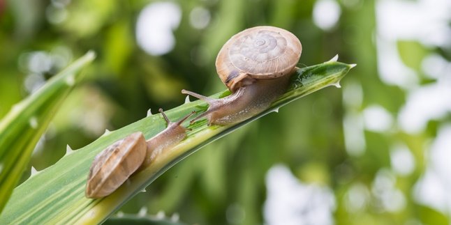 6 Benefits of Snail Mucus for Skin Health, One of Them is Treating Acne