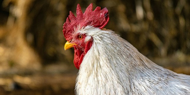 6 Mitos Ayam Bulu Putih Menurut Primbon Jawa, Benarkah Bisa Jadi Pembawa Hoki?