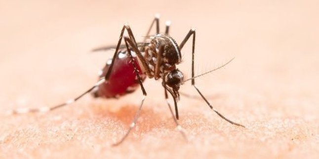 7 Alasan Kalian Sering Digigit Nyamuk, Salah Satunya Karena Jenis Golongan Darah