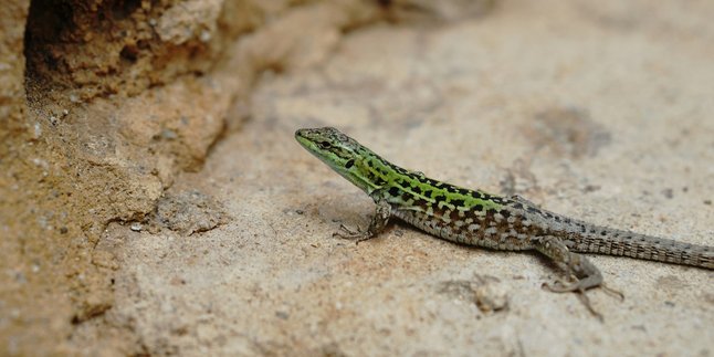 7 Meaning of Lizards on the Wall of the Room According to Javanese Primbon, Can Be a Good or Bad Sign