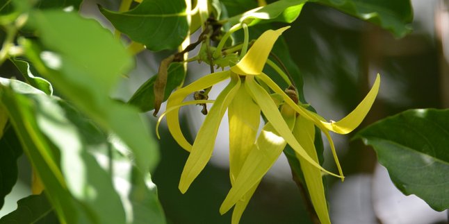 7 Meanings of Kenanga Flower Philosophy According to Javanese Primbon, Has Profound Meaning