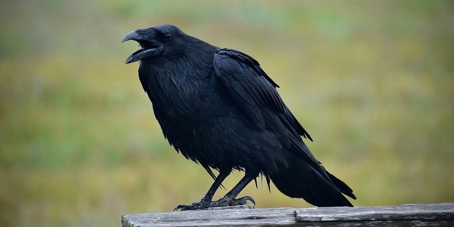 7 Meanings of a Crow at Night According to Javanese Beliefs, is it a Sign of Death?