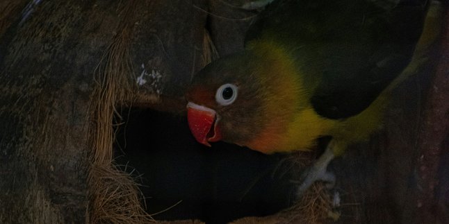 7 Arti Mendapat Burung Betet Menurut Primbon Jawa, Bawa Banyak Keberuntungan