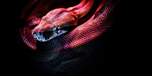 7 Meanings of Dreaming About Many Snakes in the House, Is It Really a Sign of Danger?