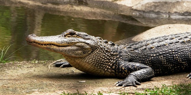 7 Meanings of Dream Bitten by a Terrifying Crocodile, Could Be a Warning to Be More Alert