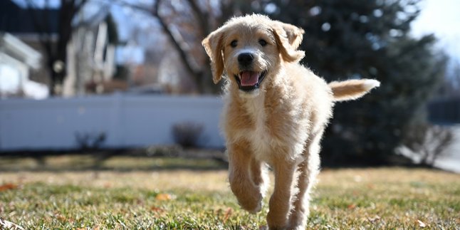 7 Arti Mimpi Dikejar Anjing Menurut Primbon Jawa, Bisa Jadi Peringatan Agar Lebih Berhati-hati