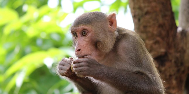 7 Meanings of Dreaming Being Chased by a Monkey, Could Be an Important Warning in Life