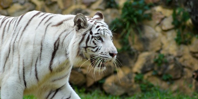 7 Meanings of Dreaming of Seeing a White Tiger, It Could Be a Symbol of Strength and Wisdom