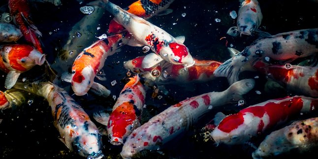 7 Arti Mimpi Melihat Ikan Banyak di Kolam Menurut Primbon Jawa, Bawa Banyak Pertanda Baik