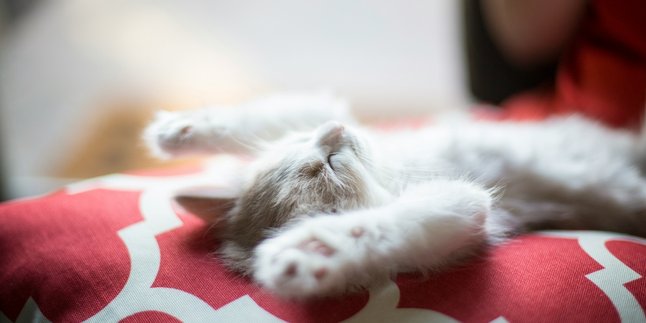 7 Meaning of Dreaming of Seeing a Dead Cat, Could be an Important Warning in Life